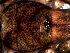  ( - SCU1NGH026)  @11 [ ] CreativeCommons - Attribution  Author: Facundo M. Labarque - MACN-Argentina Museo Argentino de Ciencias Naturales