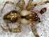  ( - SAB1DEA021)  @12 [ ] CreativeCommons - Attribution  Author: Facundo M. Labarque - MACN-Argentina Museo Argentino de Ciencias Naturales