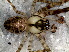  (Chrysometa sp. 5 FML - SAU1NHA027)  @13 [ ] CreativeCommons - Attribution  Author: Facundo M. Labarque - MACN-Argentina Museo Argentino de Ciencias Naturales