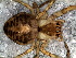  ( - SAD1NCH016)  @12 [ ] CreativeCommons - Attribution  Author: Facundo M. Labarque - MACN-Argentina Museo Argentino de Ciencias Naturales