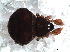  ( - SCB1DED007)  @12 [ ] CreativeCommons - Attribution  Author: Facundo M. Labarque - MACN-Argentina Museo Argentino de Ciencias Naturales
