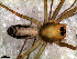  ( - SAB1DEA007)  @12 [ ] CreativeCommons - Attribution Non-Commercial Share-Alike (2010) Author: Luis N. Piacentini - MACN-Argentina Museo Argentino de Ciencias Naturales