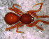  (Dysderina sp. 5 FML - SAC2NDH006)  @13 [ ] CreativeCommons - Attribution Non-Commercial Share-Alike (2010) Author: Facundo M. Labarque - MACN-Argentina Museo Argentino de Ciencias Naturales