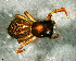  ( - SCC1DFA006)  @12 [ ] CreativeCommons - Attribution Non-Commercial Share-Alike (2010) Author: Luis N. Piacentini - MACN-Argentina Museo Argentino de Ciencias Naturales