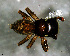  ( - SCC1DFH008)  @12 [ ] CreativeCommons - Attribution Non-Commercial Share-Alike (2010) Author: Luis N. Piacentini - MACN-Argentina Museo Argentino de Ciencias Naturales