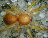  (Dysderina sp. 4 FML - SCC1NFR029)  @13 [ ] CreativeCommons - Attribution Non-Commercial Share-Alike (2010) Author: Facundo M. Labarque - MACN-Argentina Museo Argentino de Ciencias Naturales