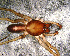  ( - SCD1NGA012)  @12 [ ] CreativeCommons - Attribution Non-Commercial Share-Alike (2010) Author: Facundo M. Labarque - MACN-Argentina Museo Argentino de Ciencias Naturales