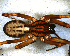  (Megalostrata - SFC1NBR014)  @12 [ ] CreativeCommons - Attribution Non-Commercial Share-Alike (2010) Author: Facundo M. Labarque - MACN-Argentina Museo Argentino de Ciencias Naturales