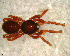  (Dysderina sp. 1 FML - SFC2DCA006)  @14 [ ] CreativeCommons - Attribution Non-Commercial Share-Alike (2010) Author: Luis N. Piacentini - MACN-Argentina Museo Argentino de Ciencias Naturales