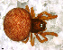  (Anapis monteverde - SFD1D8H023)  @14 [ ] CreativeCommons - Attribution Non-Commercial Share-Alike (2010) Author: Facundo M. Labarque - MACN-Argentina Museo Argentino de Ciencias Naturales
