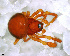  (Anapidae - SFD1DAR010)  @15 [ ] CreativeCommons - Attribution Non-Commercial Share-Alike (2010) Author: Facundo M. Labarque - MACN-Argentina Museo Argentino de Ciencias Naturales