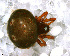  (Anapis heredia - SFD1DAR023)  @14 [ ] CreativeCommons - Attribution Non-Commercial Share-Alike (2010) Author: Facundo M. Labarque - MACN-Argentina Museo Argentino de Ciencias Naturales