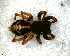  (Corythalia sp. 8 FML - SFD1NAA004)  @13 [ ] CreativeCommons - Attribution Non-Commercial Share-Alike (2010) Author: Luis N. Piacentini - MACN-Argentina Museo Argentino de Ciencias Naturales