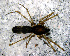  ( - SFU1NAA021)  @13 [ ] CreativeCommons - Attribution Non-Commercial Share-Alike (2010) Author: Luis N. Piacentini - MACN-Argentina Museo Argentino de Ciencias Naturales