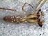  (Tetragnatha sp. 1 FML - SFU1NBH003)  @12 [ ] CreativeCommons - Attribution  Author: Facundo M. Labarque - MACN-Argentina Museo Argentino de Ciencias Naturales