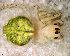  (Araneus sp. 1 FML - SFU2NAH010)  @12 [ ] CreativeCommons - Attribution Non-Commercial Share-Alike (2010) Author: Mariana L. Barone - MACN-Argentina Museo Argentino de Ciencias Naturales