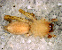  ( - STB1D8R021)  @12 [ ] CreativeCommons - Attribution Non-Commercial Share-Alike (2010) Author: Mariana L. Barone - MACN-Argentina Museo Argentino de Ciencias Naturales