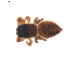  (Dendryphantes czekanowskii - BIOUG01888-G04)  @13 [ ] Copyright  G. Blagoev 2011 Unspecified