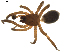  (Haplodrassus montanus - BIOUG01890-C02)  @13 [ ] Copyright  G. Blagoev 2011 Unspecified
