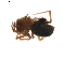  ( - BIOUG01893-H06)  @12 [ ] Copyright  G. Blagoev 2011 Unspecified