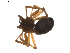  ( - BIOUG01894-G03)  @12 [ ] Copyright  G. Blagoev 2011 Unspecified