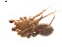  ( - BIOUG01896-G06)  @12 [ ] Copyright  G. Blagoev 2011 Unspecified