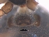 ( - BIOUG36524-C03)  @11 [ ] CreativeCommons - Attribution (2018) G. Blagoev Centre for Biodiversity Genomics
