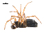  ( - BIOUG36524-D07)  @11 [ ] CreativeCommons - Attribution (2018) G. Blagoev Centre for Biodiversity Genomics