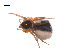  ( - BIOUG36524-D09)  @11 [ ] CreativeCommons - Attribution (2018) G. Blagoev Centre for Biodiversity Genomics
