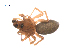  ( - BIOUG36524-F03)  @11 [ ] CreativeCommons - Attribution (2018) G. Blagoev Centre for Biodiversity Genomics