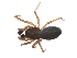  ( - BIOUG36524-G02)  @11 [ ] CreativeCommons - Attribution (2018) G. Blagoev Centre for Biodiversity Genomics