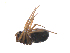  ( - BIOUG36524-G03)  @11 [ ] CreativeCommons - Attribution (2018) G. Blagoev Centre for Biodiversity Genomics
