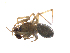  ( - BIOUG36524-G04)  @11 [ ] CreativeCommons - Attribution (2018) G. Blagoev Centre for Biodiversity Genomics