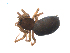  ( - BIOUG36524-G11)  @11 [ ] CreativeCommons - Attribution (2018) G. Blagoev Centre for Biodiversity Genomics