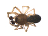  ( - BIOUG36524-G12)  @11 [ ] CreativeCommons - Attribution (2018) G. Blagoev Centre for Biodiversity Genomics