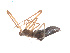  ( - BIOUG00886-B02)  @12 [ ] CC-0  G. Blagoev 2011 Unspecified