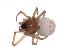  ( - BIOUG00886-D04)  @12 [ ] CC-0  G. Blagoev 2011 Unspecified