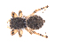  (Attulus ammophilus - BIOUG00889-B07)  @13 [ ] Copyright  G. Blagoev 2012 Unspecified