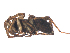  ( - BIOUG00889-D07)  @12 [ ] Copyright  G. Blagoev 2012 Unspecified