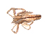  ( - BIOUG00889-G04)  @13 [ ] Copyright  G. Blagoev 2012 Unspecified