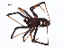  ( - BIOUG12605-A01)  @12 [ ] CreativeCommons - Attribution (2014) G. Blagoev Centre for Biodiversity Genomics