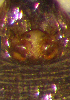  ( - Misp1 F NCA 2019 408)  @11 [ ] Creative Commons  Attribution Share-Alike (by-sa) (2019) Charles Haddad University of the Free State
