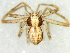  (Philodromus otjimbumbe - Phsp M NCA 2021 132)  @11 [ ] Creative Commons  Attribution Share-Alike (by-sa) (2021) Charles Haddad University of the Free State