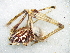  (Scytodes arenacea - Scar F NCA 2021 157)  @11 [ ] Creative Commons  Attribution Share-Alike (by-sa) (2021) Charles Haddad University of the Free State