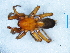  (Xerophaeus flavescens - Xefl M NCA 2021 86)  @11 [ ] Creative Commons  Attribution Share-Alike (by-sa) (2021) Charles Haddad University of the Free State