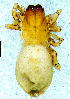  (Clubiona sp - CH-CL-12-F)  @11 [ ] Creative Commons  Attribution Share-Alike (by-sa) (2019) Charles Haddad University of the Free State