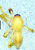  (Clubiona revillioidi - CH-CR-1-M)  @11 [ ] Creative Commons  Attribution Share-Alike (by-sa) (2019) Charles Haddad University of the Free State