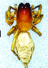  (Clubiona pongolensis - CH-CP-2-F)  @11 [ ] Creative Commons  Attribution Share-Alike (by-sa) (2019) Charles Haddad University of the Free State