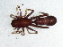  (Apochinomma decepta - Apde_NMBA_18811_I)  @11 [ ] Creative Commons  Attribution Share-Alike (by-sa) (2021) Charles Haddad University of the Free State