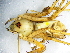  (Peucetia striata - Pest_NMBA_18565_F)  @11 [ ] Creative Commons  Attribution Share-Alike (by-sa) (2021) Charles Haddad University of the Free State